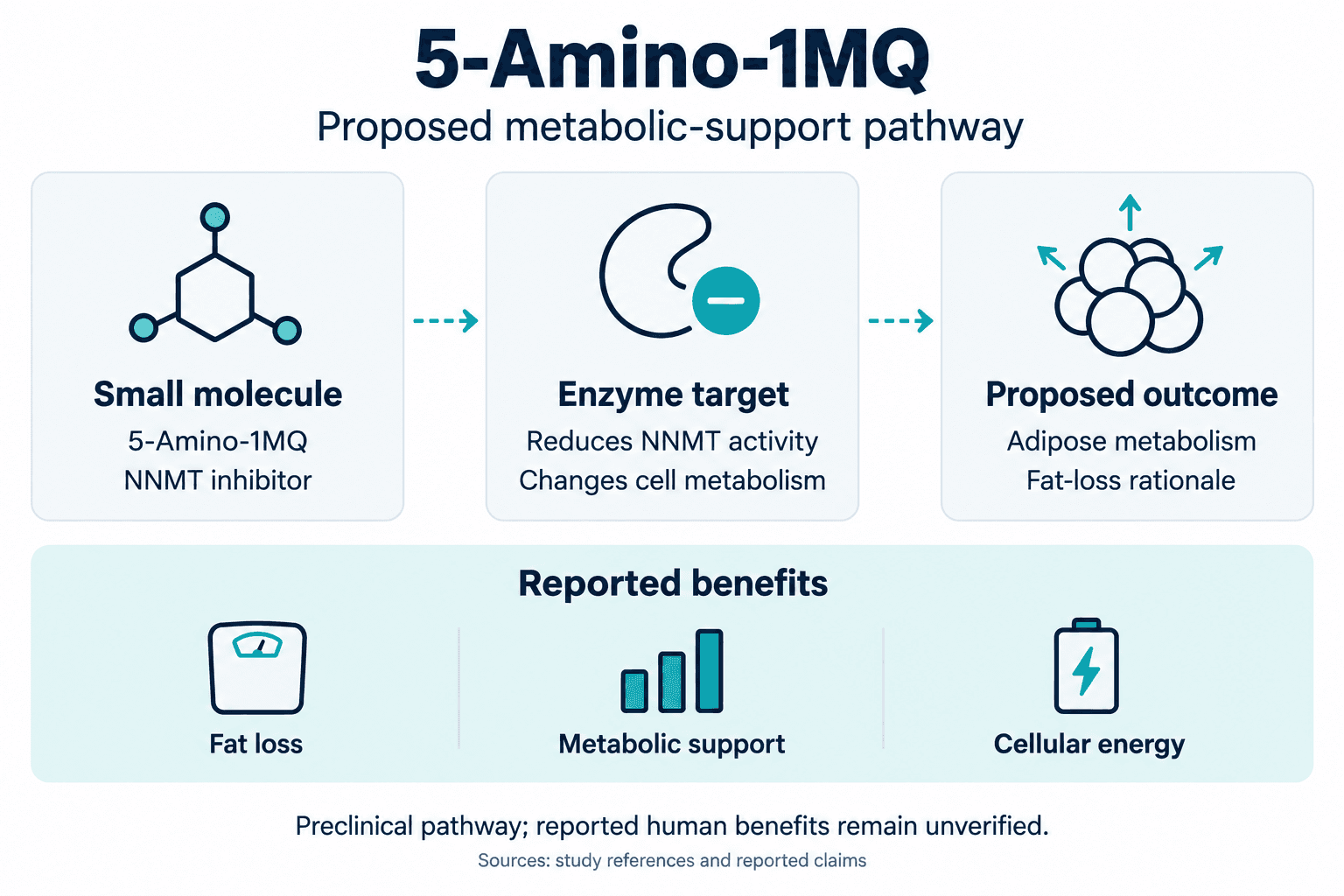5-Amino-1MQ. Proposed metabolic-support pathway. Small molecule: 5-Amino-1MQ: NNMT inhibitor. Enzyme target: Reduces NNMT activity: Changes cell metabolism. Proposed outcome: Adipose metabolism: Fat-loss rationale. Reported benefits: Fat loss, Metabolic support, Cellular energy. Preclinical pathway; reported human benefits remain unverified.