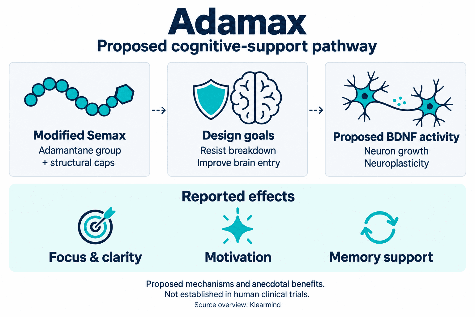 Adamax: proposed cognitive-support pathway. Modified Semax with an adamantane group and structural caps; intended to resist breakdown and improve brain entry; proposed BDNF activity associated with neuron growth and neuroplasticity. Reported effects: focus and clarity, motivation, memory support. Proposed mechanisms and anecdotal benefits, not established in human clinical trials. Source overview: Klearmind.