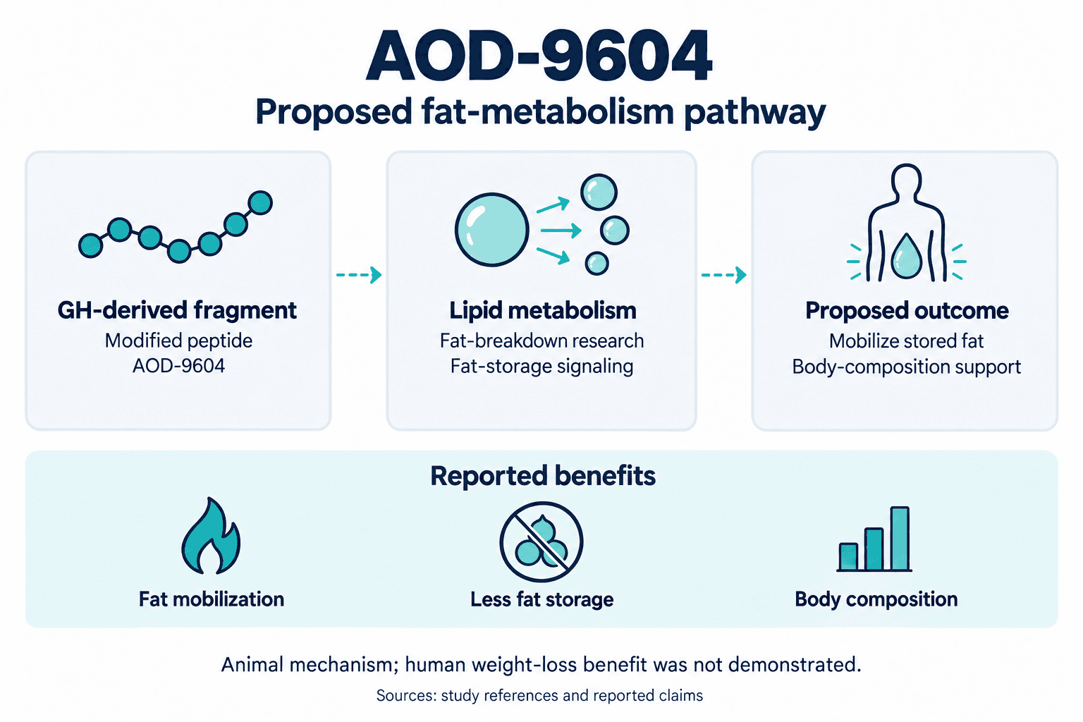 AOD-9604. Proposed fat-metabolism pathway. GH-derived fragment: Modified peptide: AOD-9604. Lipid metabolism: Fat-breakdown research: Fat-storage signaling. Proposed outcome: Mobilize stored fat: Body-composition support. Reported benefits: Fat mobilization, Less fat storage, Body composition. Animal mechanism; human weight-loss benefit was not demonstrated.