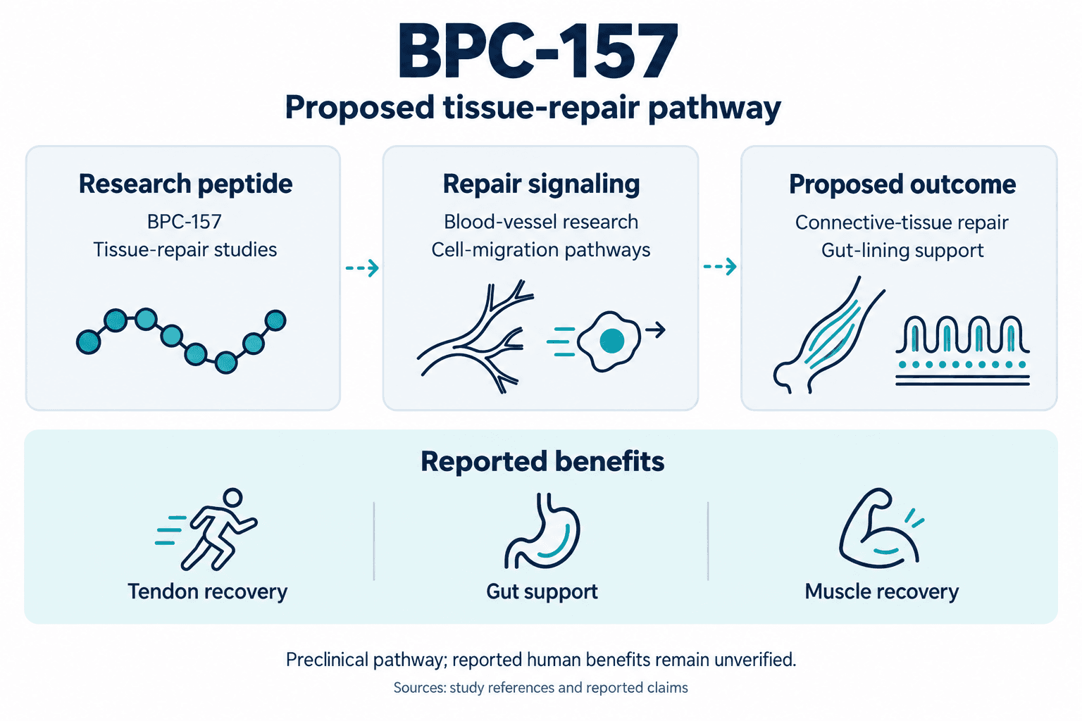 BPC-157. Proposed tissue-repair pathway. Research peptide: BPC-157: Tissue-repair studies. Repair signaling: Blood-vessel research: Cell-migration pathways. Proposed outcome: Connective-tissue repair: Gut-lining support. Reported benefits: Tendon recovery, Gut support, Muscle recovery. Preclinical pathway; reported human benefits remain unverified.