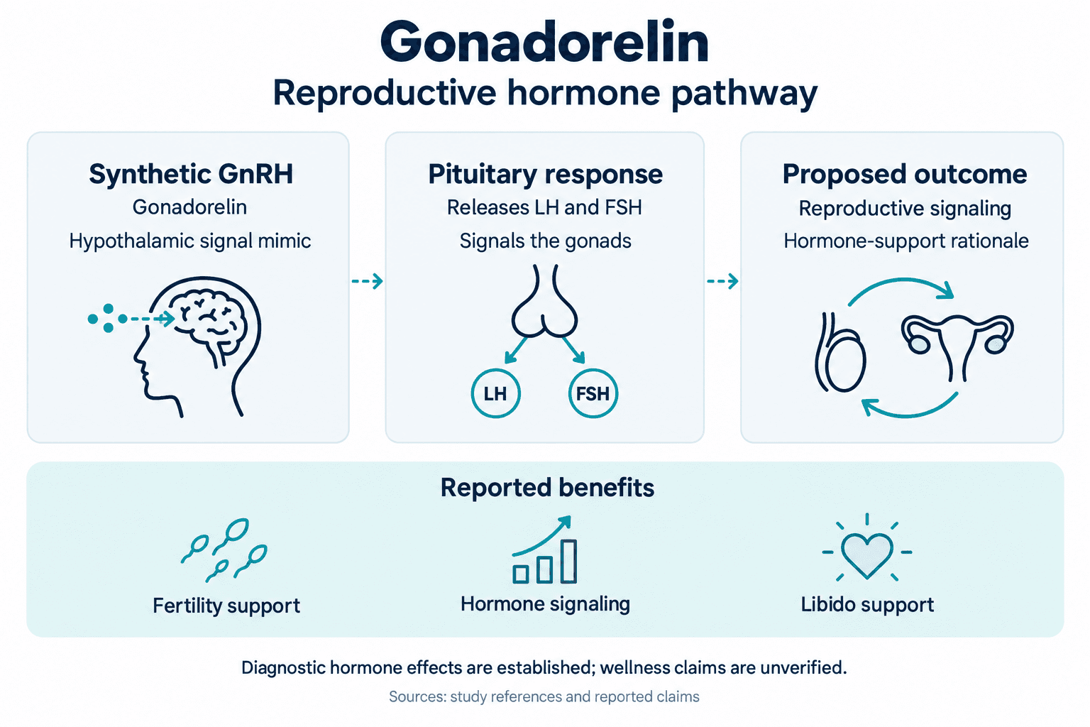 Gonadorelin. Reproductive hormone pathway. Synthetic GnRH: Gonadorelin: Hypothalamic signal mimic. Pituitary response: Releases LH and FSH: Signals the gonads. Proposed outcome: Reproductive signaling: Hormone-support rationale. Reported benefits: Fertility support, Hormone signaling, Libido support. Diagnostic hormone effects are established; wellness claims are unverified.