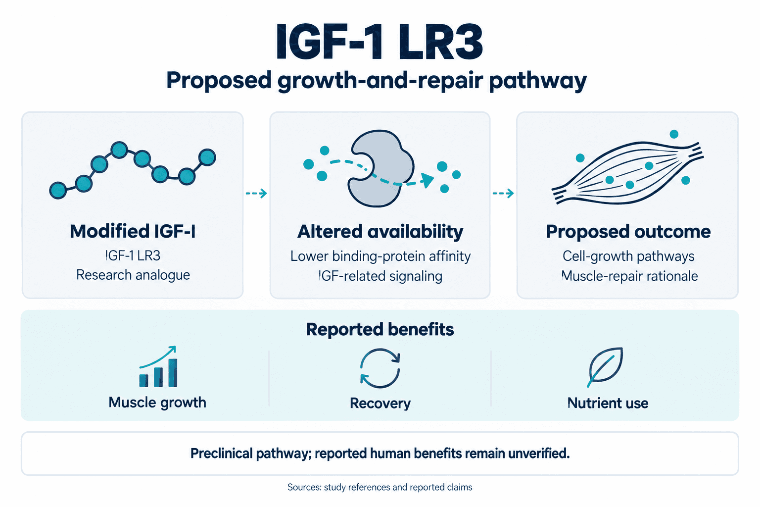 IGF-1 LR3. Proposed growth-and-repair pathway. Modified IGF-I: IGF-1 LR3: Research analogue. Altered availability: Lower binding-protein affinity: IGF-related signaling. Proposed outcome: Cell-growth pathways: Muscle-repair rationale. Reported benefits: Muscle growth, Recovery, Nutrient use. Preclinical pathway; reported human benefits remain unverified.