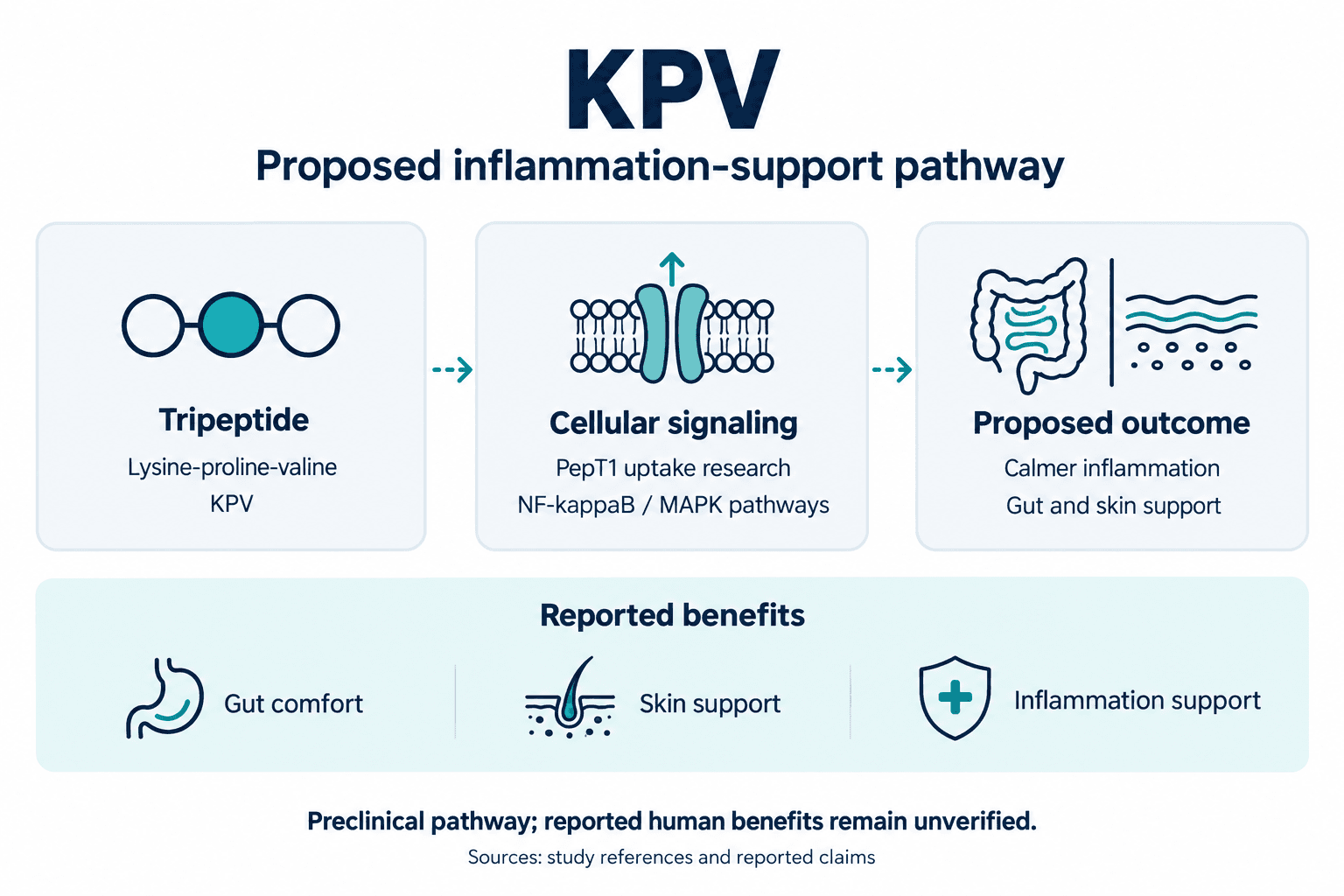 KPV. Proposed inflammation-support pathway. Tripeptide: Lysine-proline-valine: KPV. Cellular signaling: PepT1 uptake research: NF-kappaB / MAPK pathways. Proposed outcome: Calmer inflammation: Gut and skin support. Reported benefits: Gut comfort, Skin support, Inflammation support. Preclinical pathway; reported human benefits remain unverified.