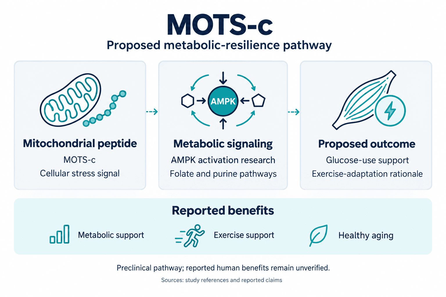 MOTS-c. Proposed metabolic-resilience pathway. Mitochondrial peptide: MOTS-c: Cellular stress signal. Metabolic signaling: AMPK activation research: Folate and purine pathways. Proposed outcome: Glucose-use support: Exercise-adaptation rationale. Reported benefits: Metabolic support, Exercise support, Healthy aging. Preclinical pathway; reported human benefits remain unverified.