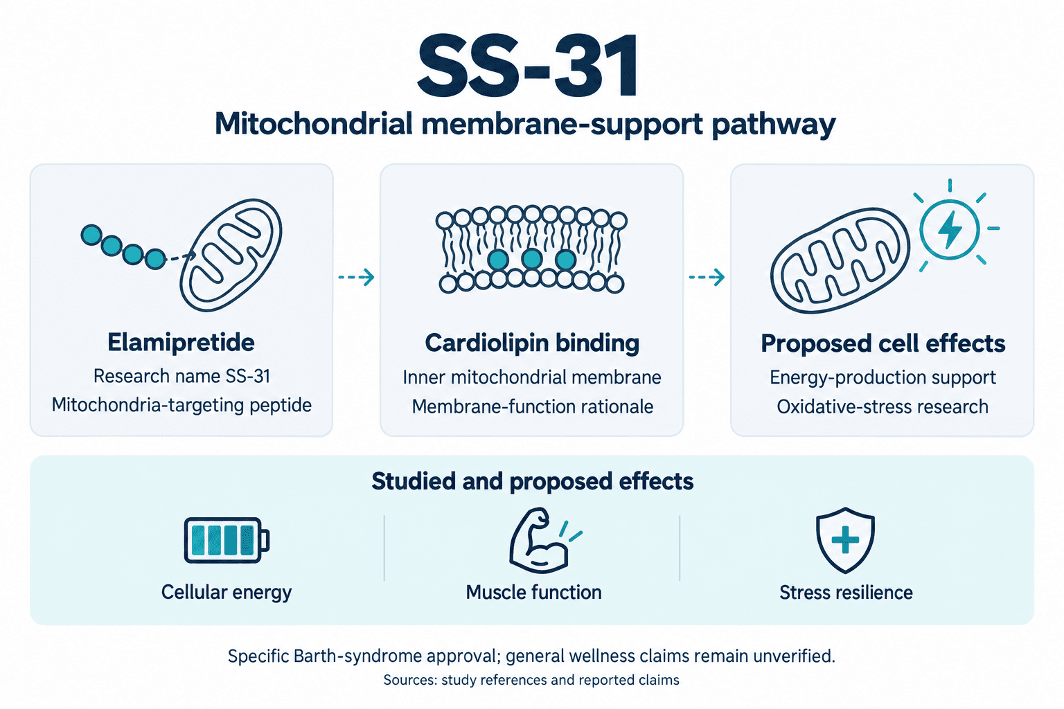 SS-31. Mitochondrial membrane-support pathway. Elamipretide: Research name SS-31: Mitochondria-targeting peptide. Cardiolipin binding: Inner mitochondrial membrane: Membrane-function rationale. Proposed cell effects: Energy-production support: Oxidative-stress research. Studied and proposed effects: Cellular energy, Muscle function, Stress resilience. Specific Barth-syndrome approval; general wellness claims remain unverified.